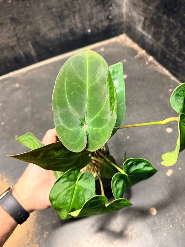 Handpicked 122 - Anthurium Blue Velvet Hybrid X Dark Forgetii | Uprooted