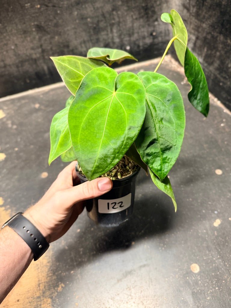 Handpicked 122 - Anthurium Blue Velvet Hybrid X Dark Forgetii | Uprooted