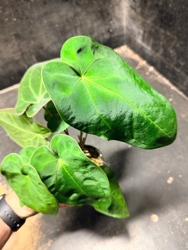 Handpicked 122 - Anthurium Blue Velvet Hybrid X Dark Forgetii | Uprooted