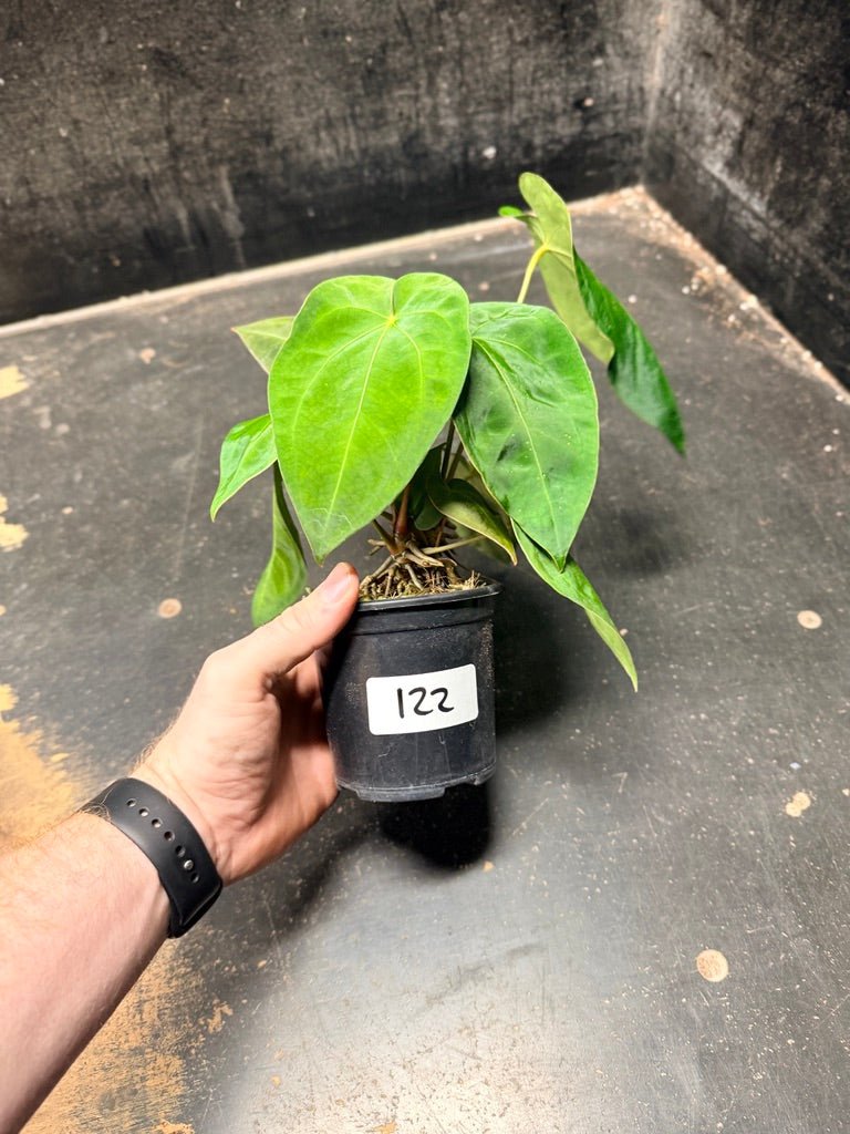 Handpicked 122 - Anthurium Blue Velvet Hybrid X Dark Forgetii | Uprooted