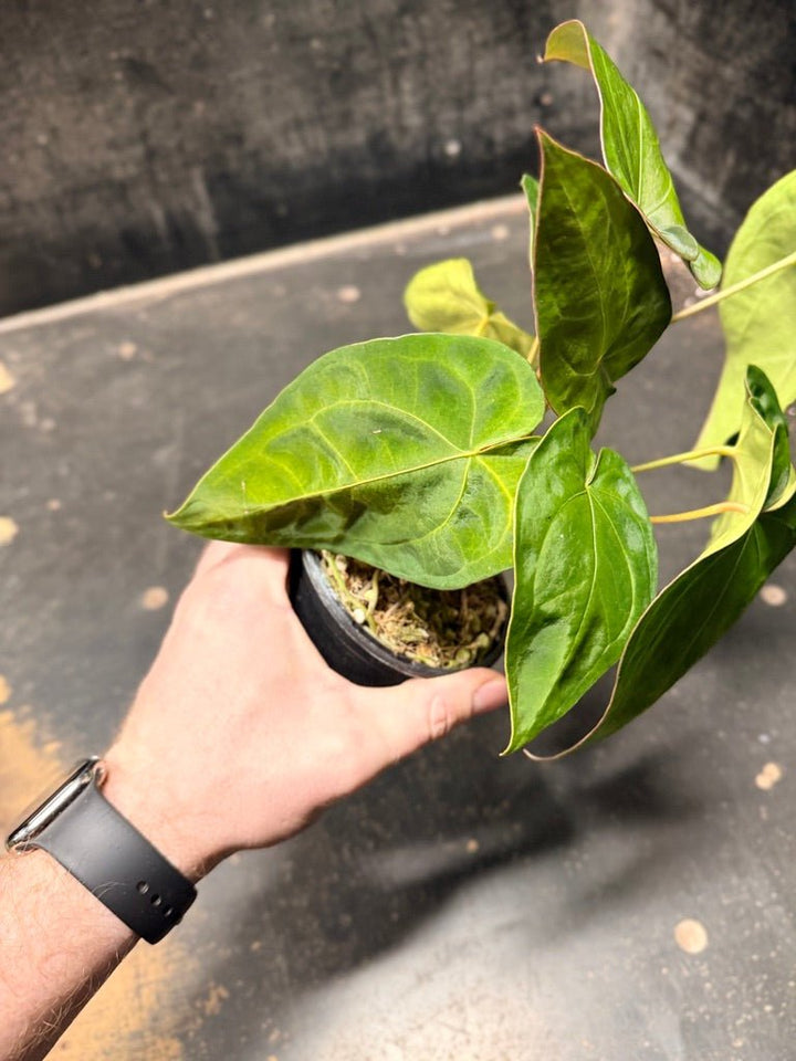 Handpicked 122 - Anthurium Blue Velvet Hybrid X Dark Forgetii | Uprooted