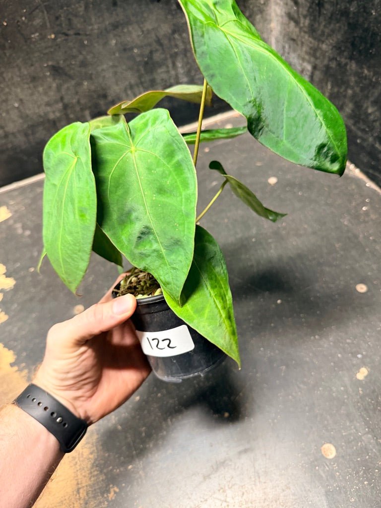 Handpicked 122 - Anthurium Blue Velvet Hybrid X Dark Forgetii | Uprooted