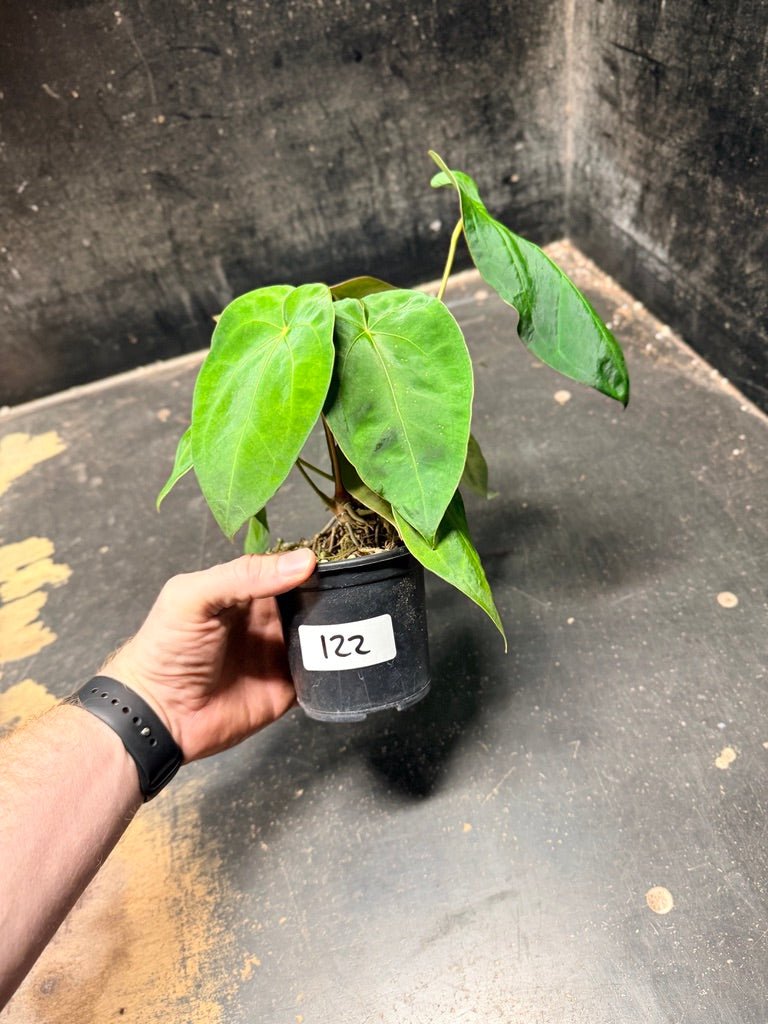 Handpicked 122 - Anthurium Blue Velvet Hybrid X Dark Forgetii | Uprooted