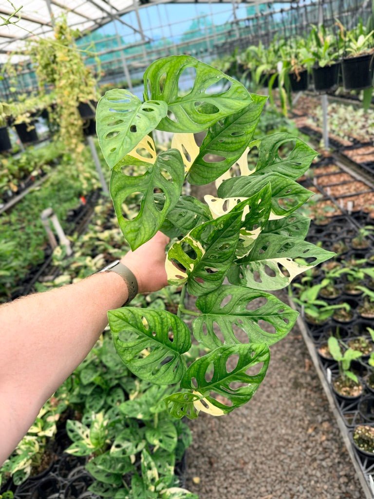 Handpicked 122 - Monstera Adansonii - Monkey Mask - Variegated Albo | Uprooted
