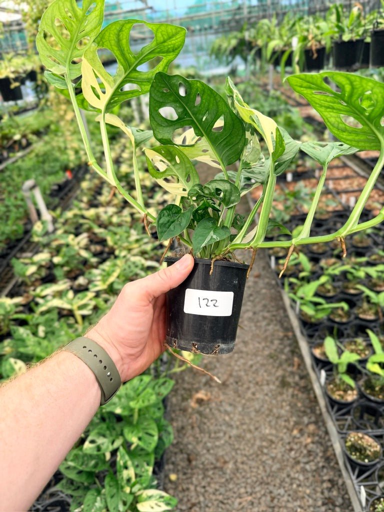 Handpicked 122 - Monstera Adansonii - Monkey Mask - Variegated Albo | Uprooted