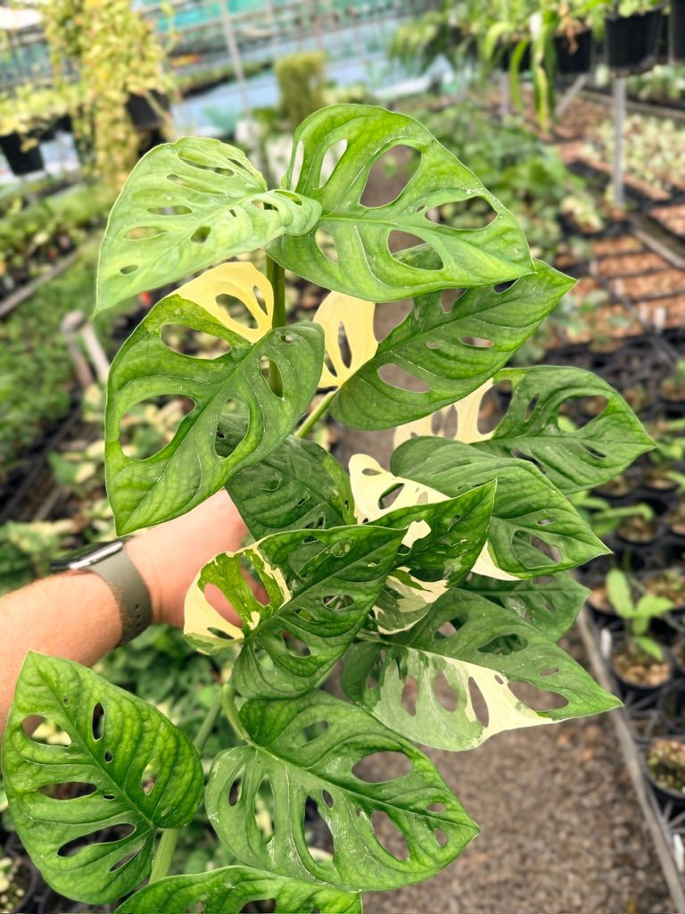 Handpicked 122 - Monstera Adansonii - Monkey Mask - Variegated Albo | Uprooted