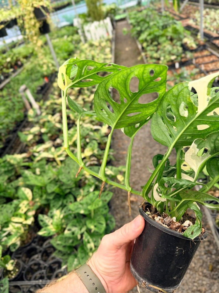 Handpicked 122 - Monstera Adansonii - Monkey Mask - Variegated Albo | Uprooted
