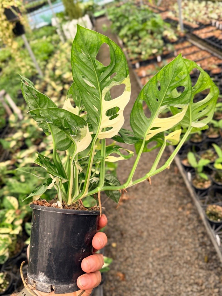 Handpicked 122 - Monstera Adansonii - Monkey Mask - Variegated Albo | Uprooted