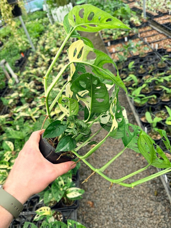 Handpicked 122 - Monstera Adansonii - Monkey Mask - Variegated Albo | Uprooted