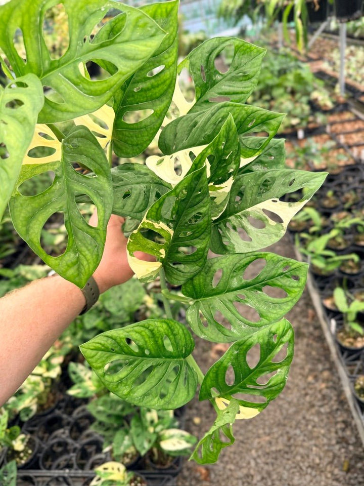Handpicked 122 - Monstera Adansonii - Monkey Mask - Variegated Albo | Uprooted