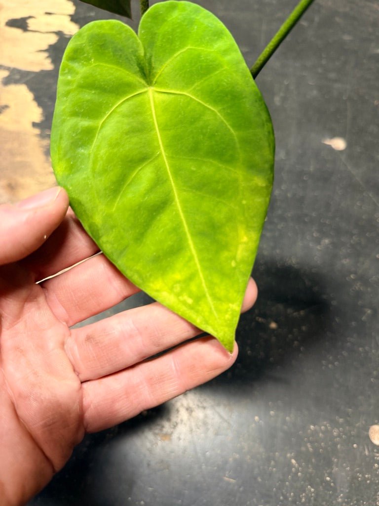 Handpicked 123 - Anthurium Blue Velvet Hybrid X Dark Forgetii | Uprooted