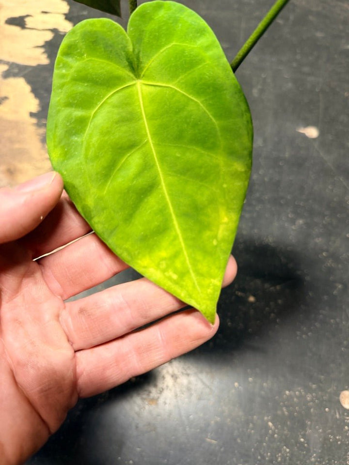 Handpicked 123 - Anthurium Blue Velvet Hybrid X Dark Forgetii | Uprooted