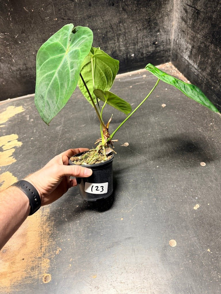 Handpicked 123 - Anthurium Blue Velvet Hybrid X Dark Forgetii | Uprooted