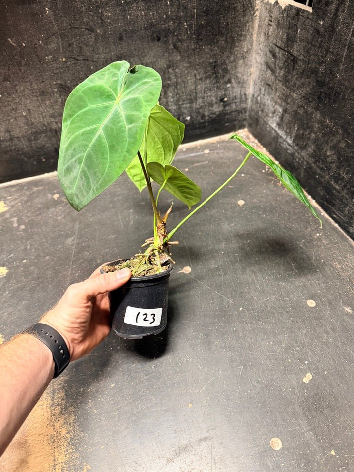 Handpicked 123 - Anthurium Blue Velvet Hybrid X Dark Forgetii | Uprooted