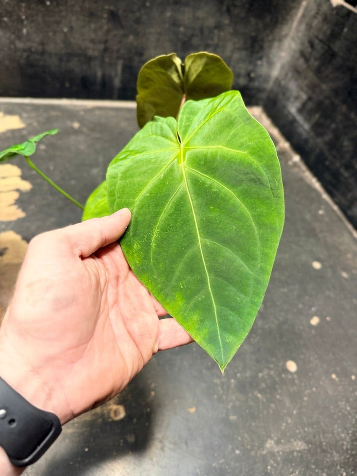 Handpicked 123 - Anthurium Blue Velvet Hybrid X Dark Forgetii | Uprooted