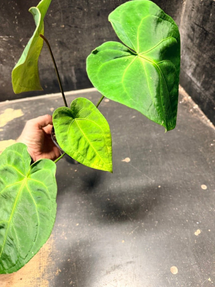 Handpicked 123 - Anthurium Blue Velvet Hybrid X Dark Forgetii | Uprooted