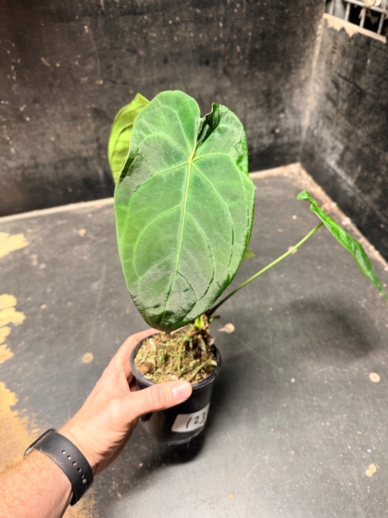 Handpicked 123 - Anthurium Blue Velvet Hybrid X Dark Forgetii | Uprooted