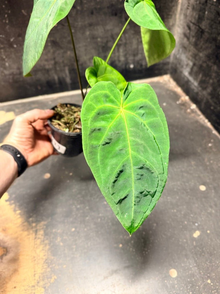 Handpicked 123 - Anthurium Blue Velvet Hybrid X Dark Forgetii | Uprooted