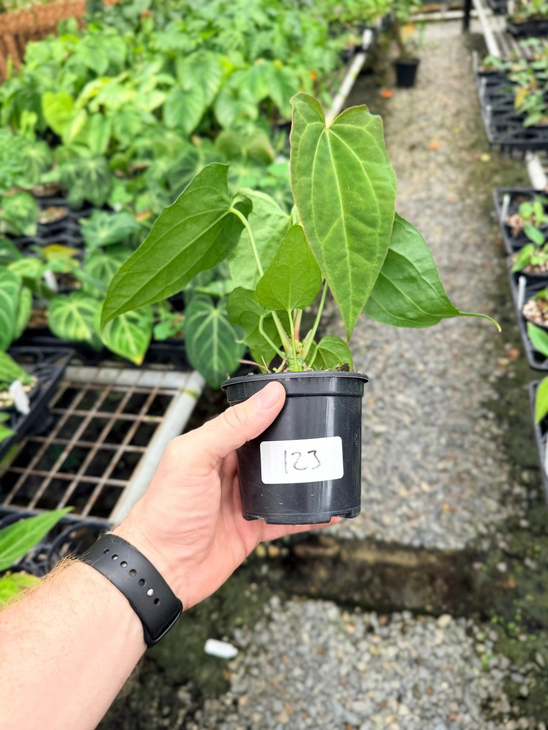 Handpicked 123 - Anthurium [Forgetii X Crystallinum] X Midnight Velvet | Uprooted