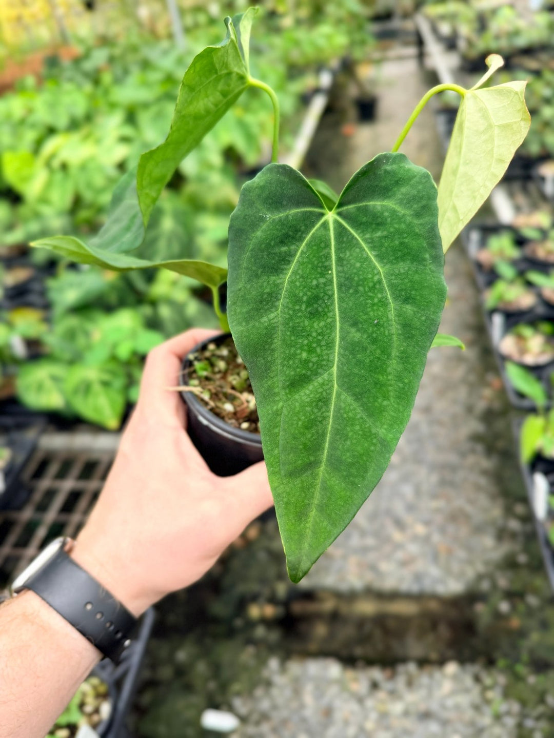 Handpicked 123 - Anthurium [Forgetii X Crystallinum] X Midnight Velvet | Uprooted