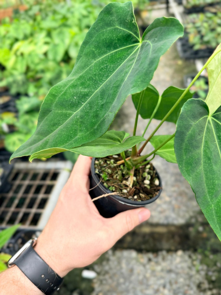 Handpicked 123 - Anthurium [Forgetii X Crystallinum] X Midnight Velvet | Uprooted