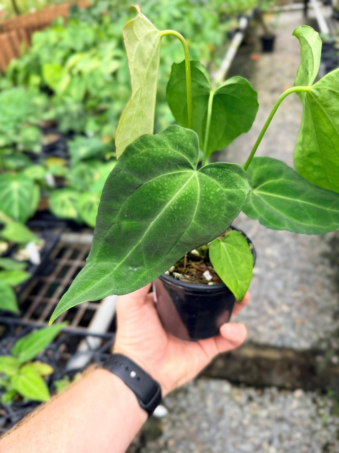 Handpicked 123 - Anthurium [Forgetii X Crystallinum] X Midnight Velvet | Uprooted