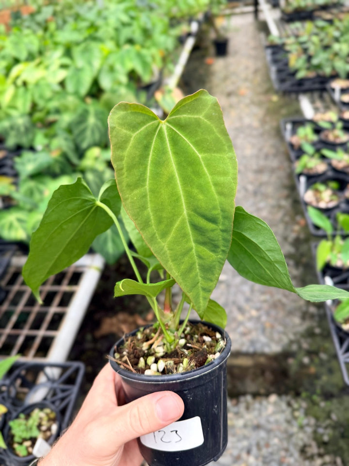 Handpicked 123 - Anthurium [Forgetii X Crystallinum] X Midnight Velvet | Uprooted