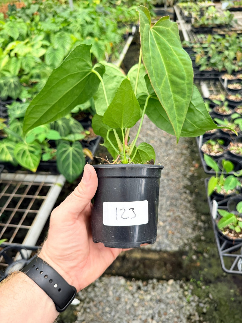 Handpicked 123 - Anthurium [Forgetii X Crystallinum] X Midnight Velvet | Uprooted