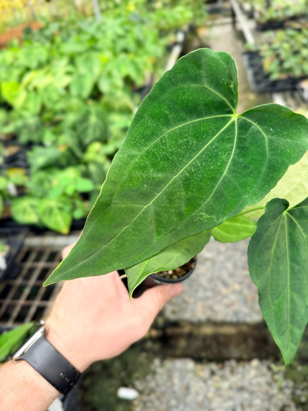 Handpicked 123 - Anthurium [Forgetii X Crystallinum] X Midnight Velvet | Uprooted