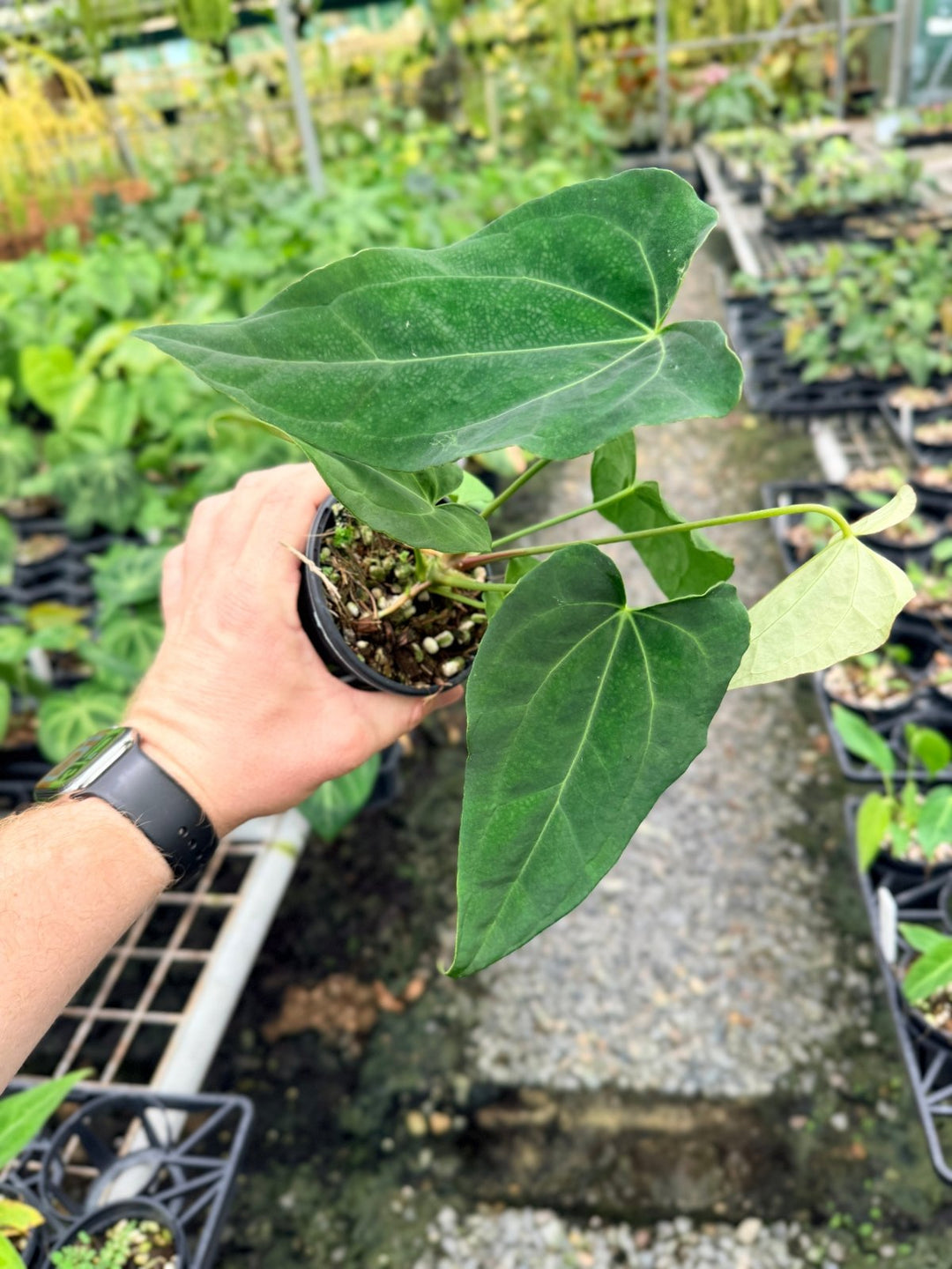 Handpicked 123 - Anthurium [Forgetii X Crystallinum] X Midnight Velvet | Uprooted