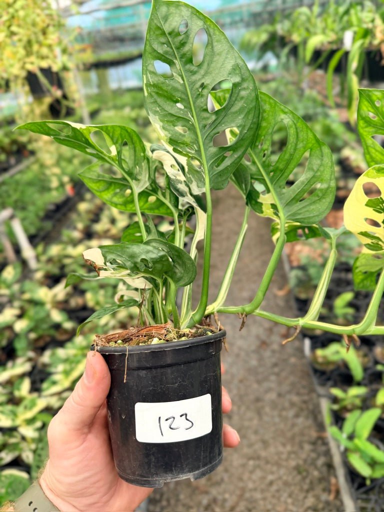 Handpicked 123 - Monstera Adansonii - Monkey Mask - Variegated Albo | Uprooted