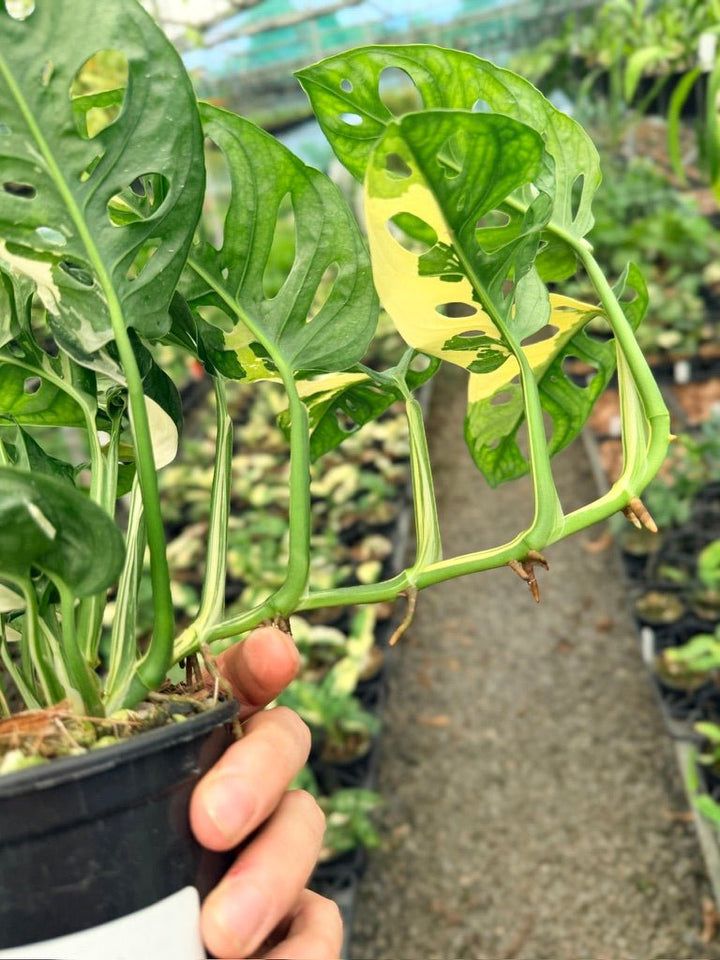 Handpicked 123 - Monstera Adansonii - Monkey Mask - Variegated Albo | Uprooted