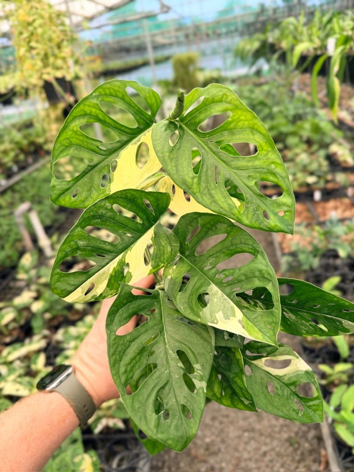 Handpicked 123 - Monstera Adansonii - Monkey Mask - Variegated Albo | Uprooted