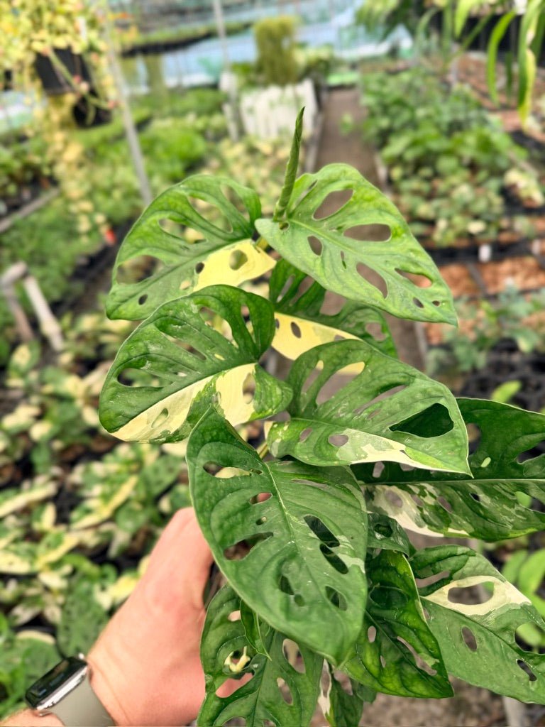 Handpicked 123 - Monstera Adansonii - Monkey Mask - Variegated Albo | Uprooted