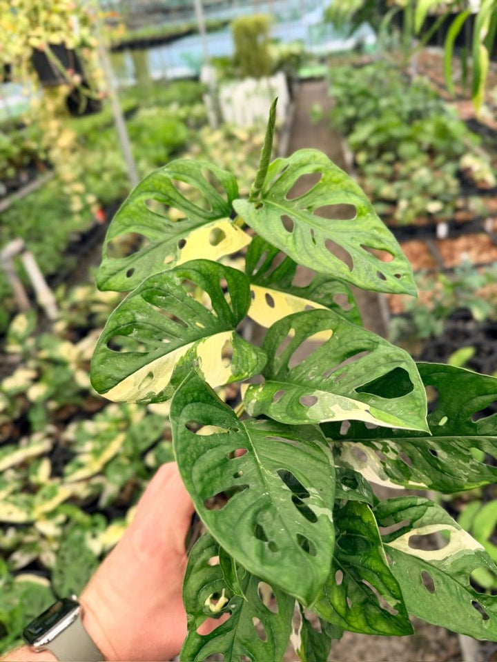 Handpicked 123 - Monstera Adansonii - Monkey Mask - Variegated Albo | Uprooted