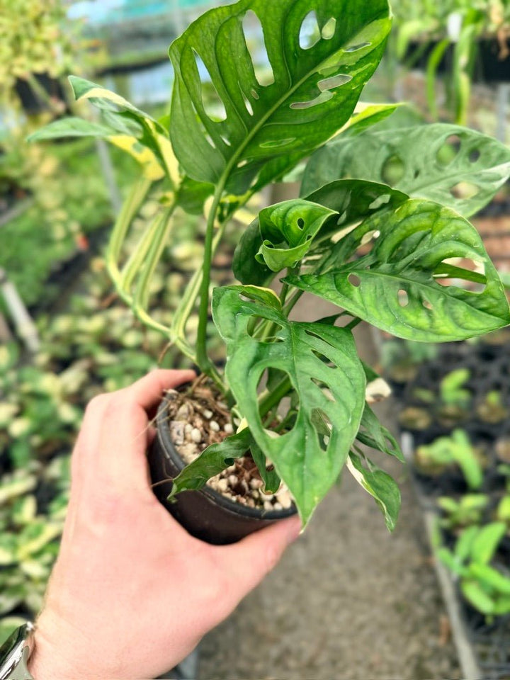 Handpicked 123 - Monstera Adansonii - Monkey Mask - Variegated Albo | Uprooted
