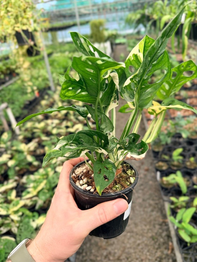 Handpicked 123 - Monstera Adansonii - Monkey Mask - Variegated Albo | Uprooted