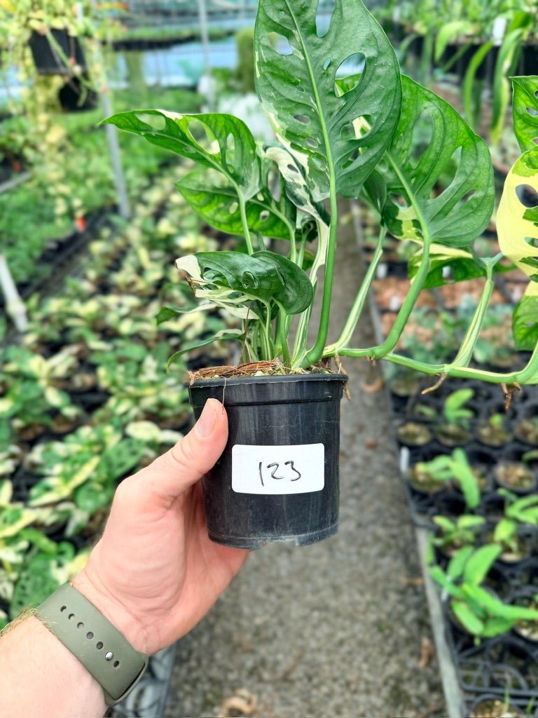 Handpicked 123 - Monstera Adansonii - Monkey Mask - Variegated Albo | Uprooted