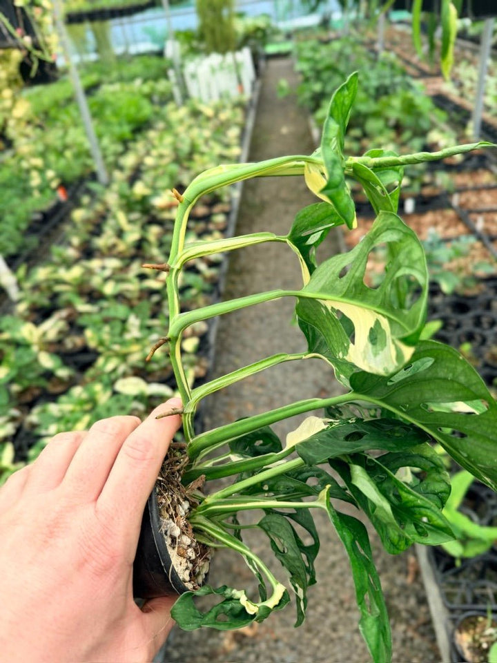 Handpicked 123 - Monstera Adansonii - Monkey Mask - Variegated Albo | Uprooted