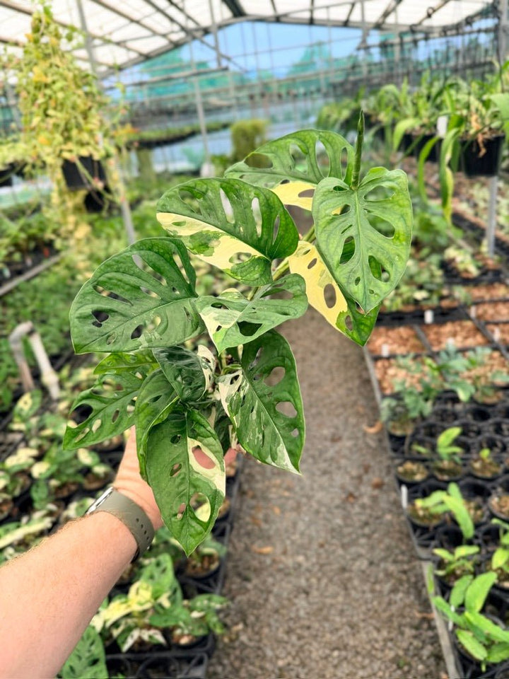 Handpicked 123 - Monstera Adansonii - Monkey Mask - Variegated Albo | Uprooted
