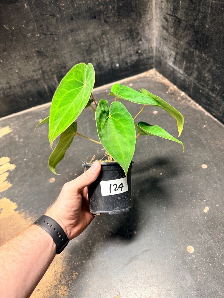 Handpicked 124 - Anthurium Blue Velvet Hybrid X Dark Forgetii | Uprooted