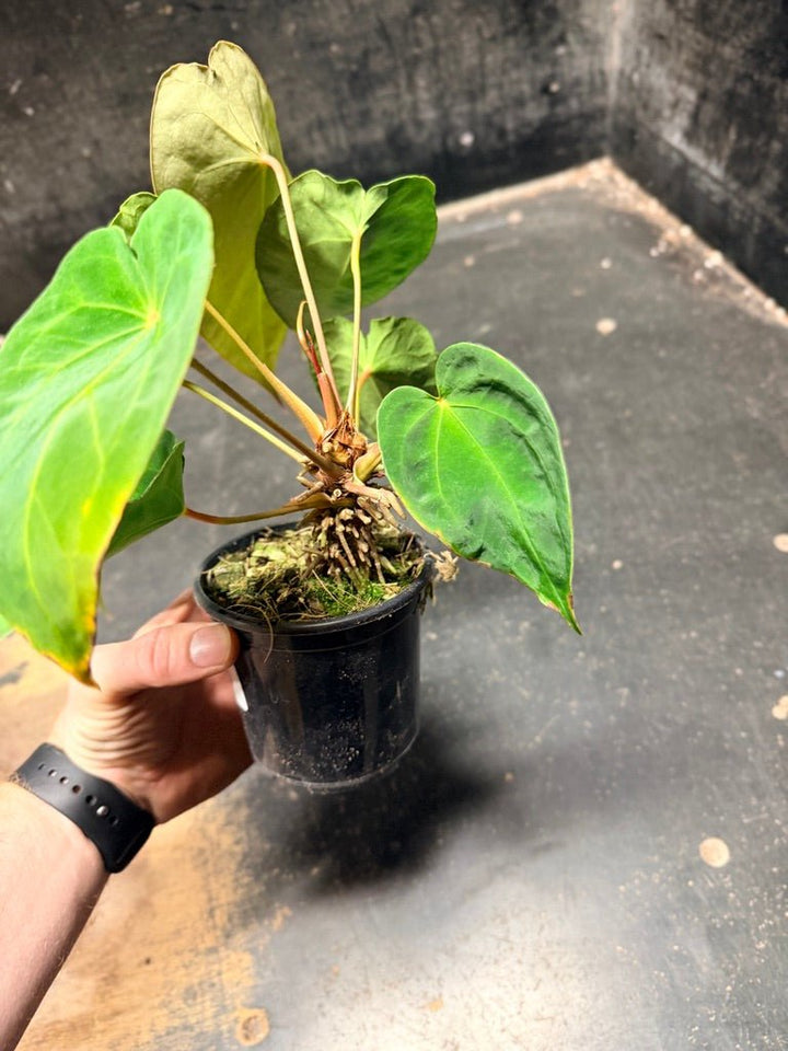 Handpicked 124 - Anthurium Blue Velvet Hybrid X Dark Forgetii | Uprooted