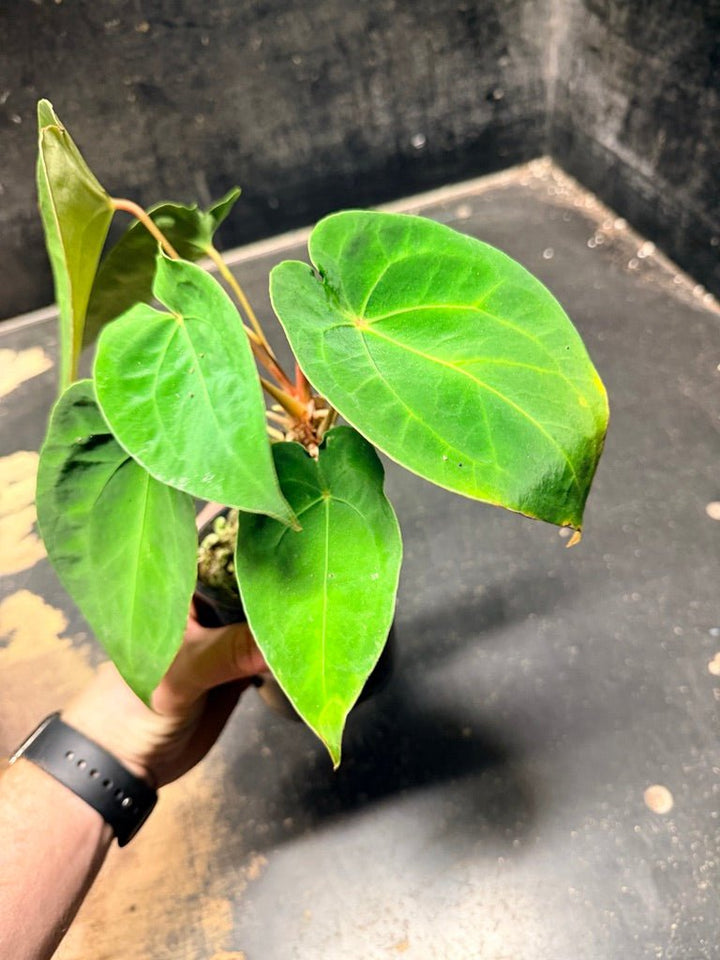Handpicked 124 - Anthurium Blue Velvet Hybrid X Dark Forgetii | Uprooted