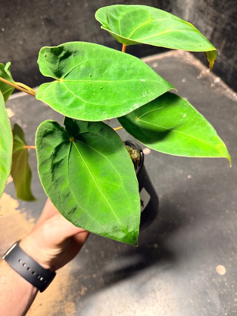 Handpicked 124 - Anthurium Blue Velvet Hybrid X Dark Forgetii | Uprooted