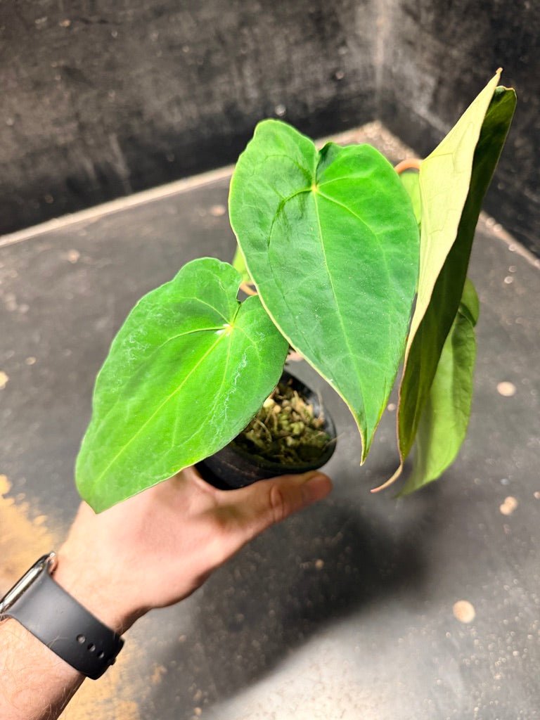 Handpicked 124 - Anthurium Blue Velvet Hybrid X Dark Forgetii | Uprooted