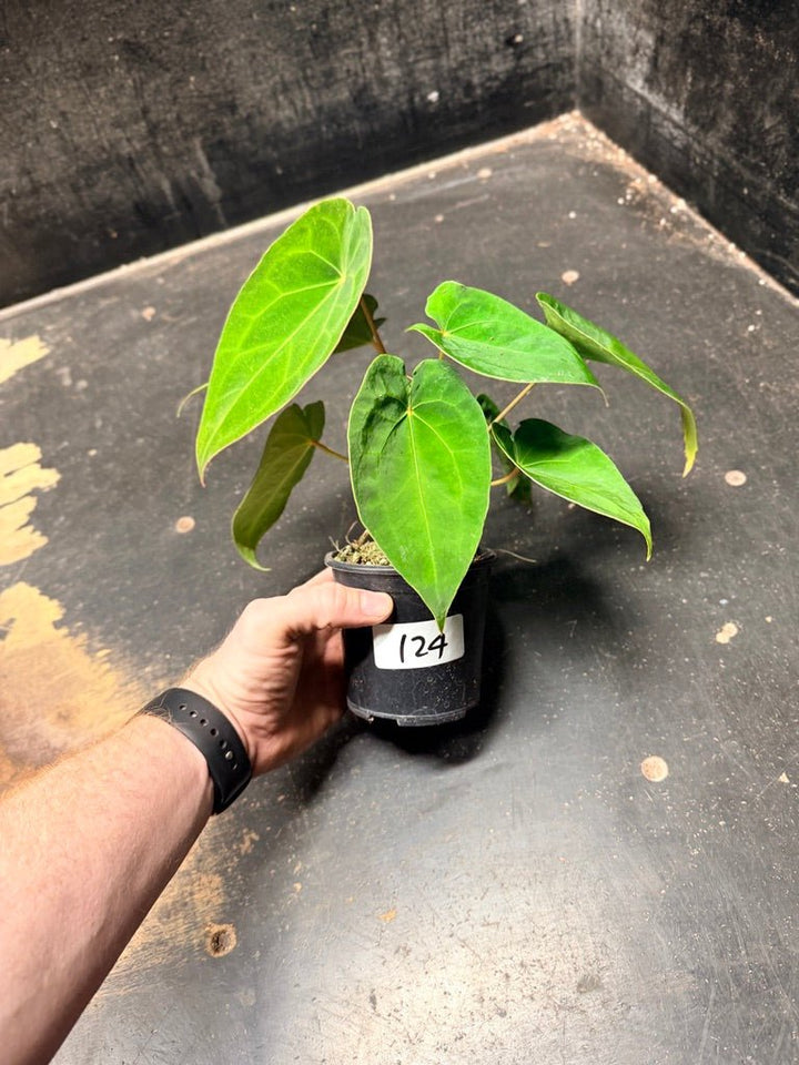 Handpicked 124 - Anthurium Blue Velvet Hybrid X Dark Forgetii | Uprooted