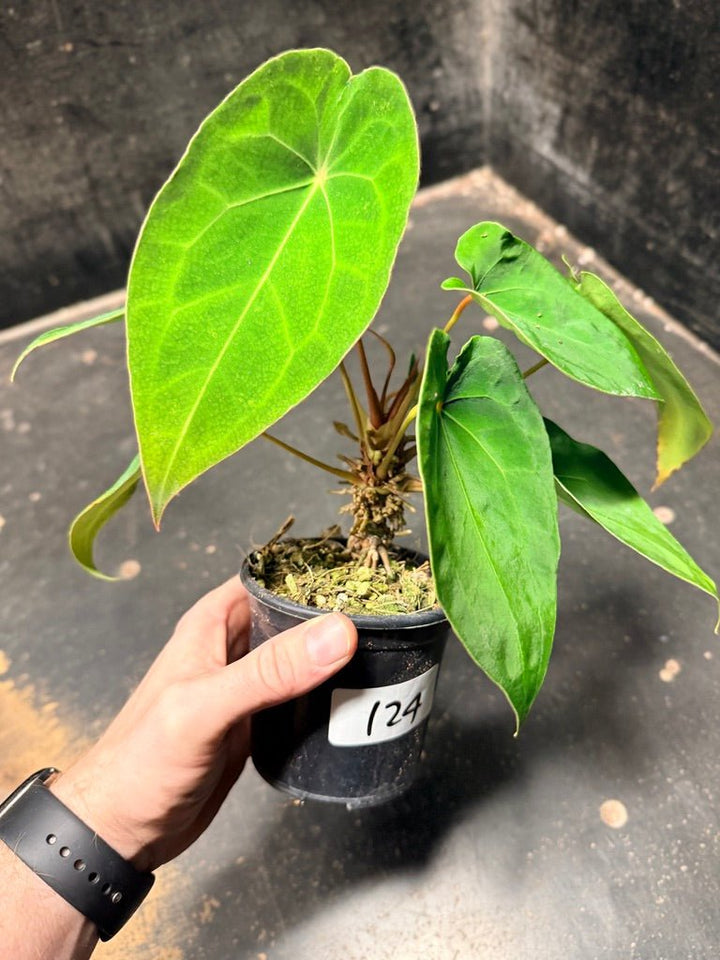 Handpicked 124 - Anthurium Blue Velvet Hybrid X Dark Forgetii | Uprooted