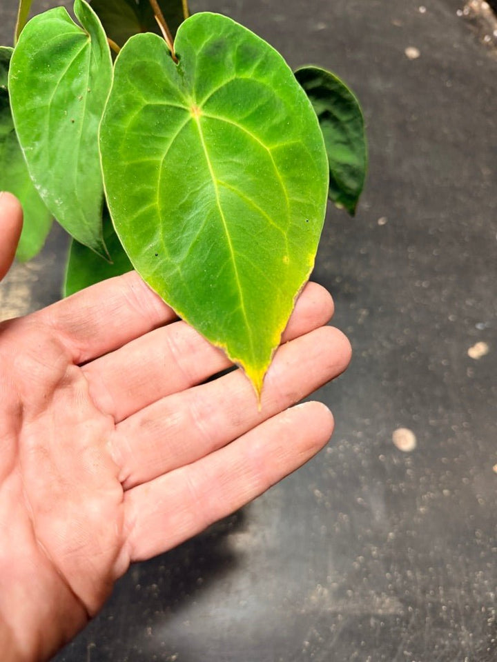 Handpicked 124 - Anthurium Blue Velvet Hybrid X Dark Forgetii | Uprooted