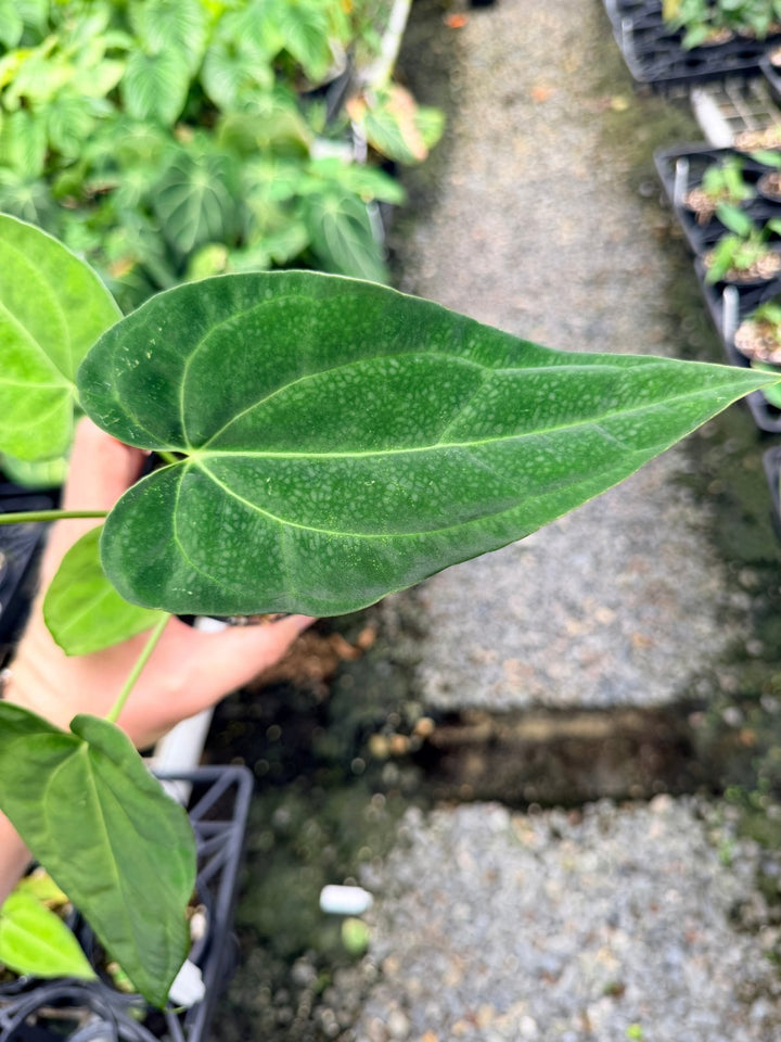 Handpicked 124 - Anthurium [Forgetii X Crystallinum] X Midnight Velvet | Uprooted