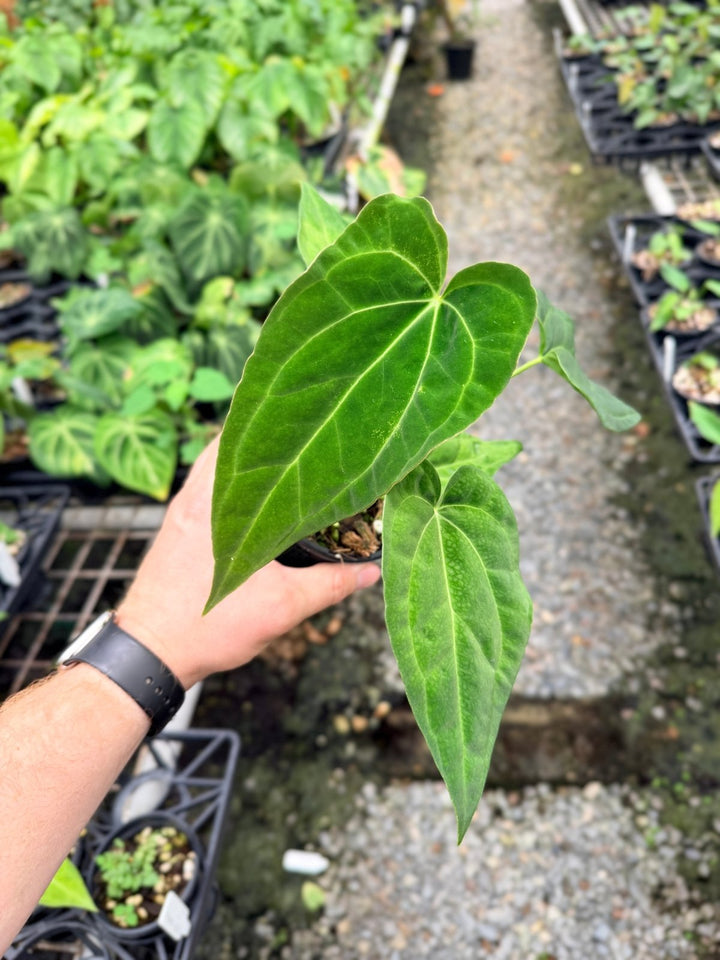 Handpicked 124 - Anthurium [Forgetii X Crystallinum] X Midnight Velvet | Uprooted